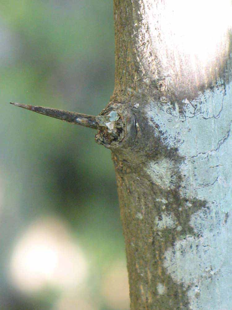              Thorn (Winter Haven, FL)       